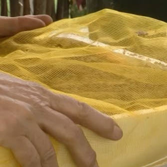 såning af blomsterfrø såning af blomsterfrø